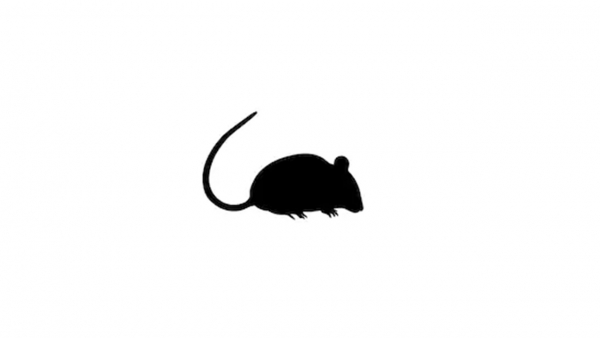 Sıçan İlaçlama